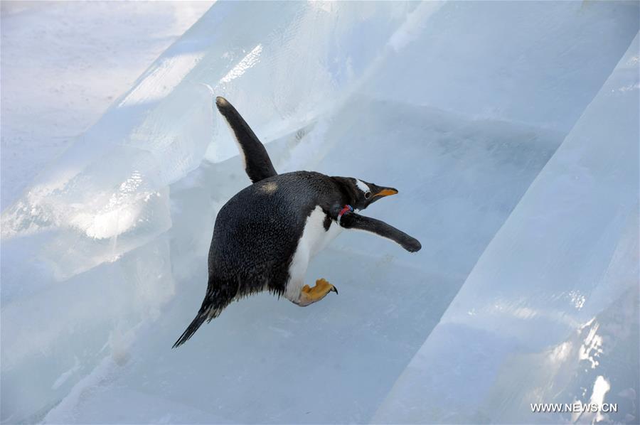 #（社会）（5）企鹅滑冰