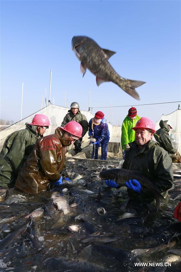 الصورة :موسم صيد الأسماك الشتوي بشرقي الصين
