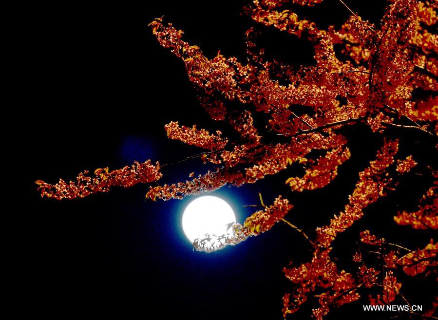 الصورة: تفتح زهور الكرز في ليلة البدر بجنوب غربي الصين