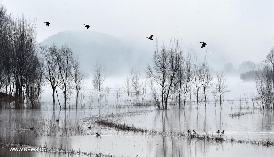  الصورة : تزايد الطيور المهاجرة في الأراضي الرطبة جنوب غربي الصين