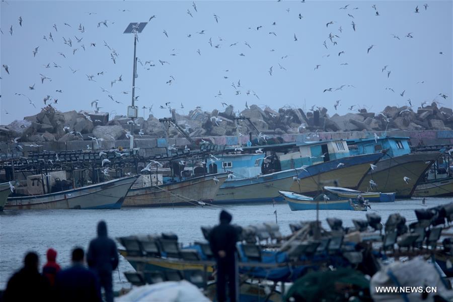 الصورة: طيور النورس تحلق فوق البحر المتوسط في غزة