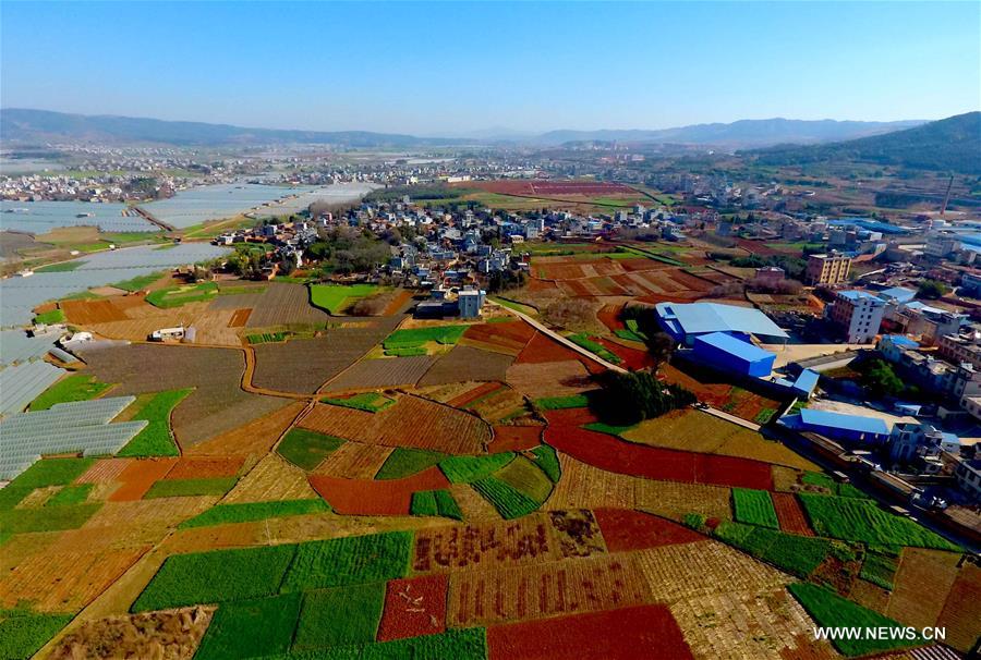 الصورة: حقول ملونة في جنوب غربي الصين