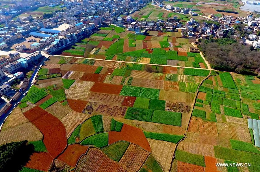 الصورة: حقول ملونة في جنوب غربي الصين