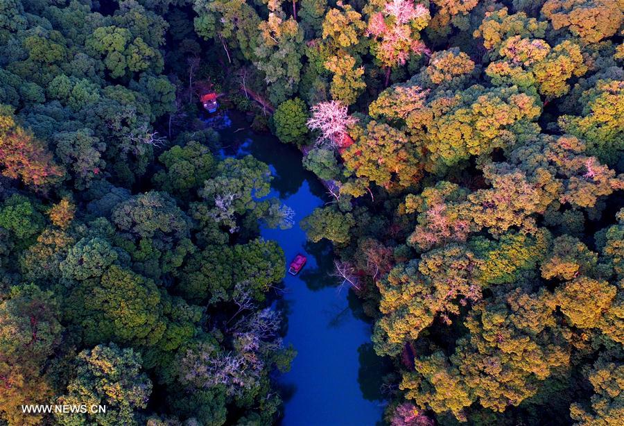 الصورة: مشاهد جوية مع حلول الربيع في حديقة الغابات بجنوب شرقي الصين