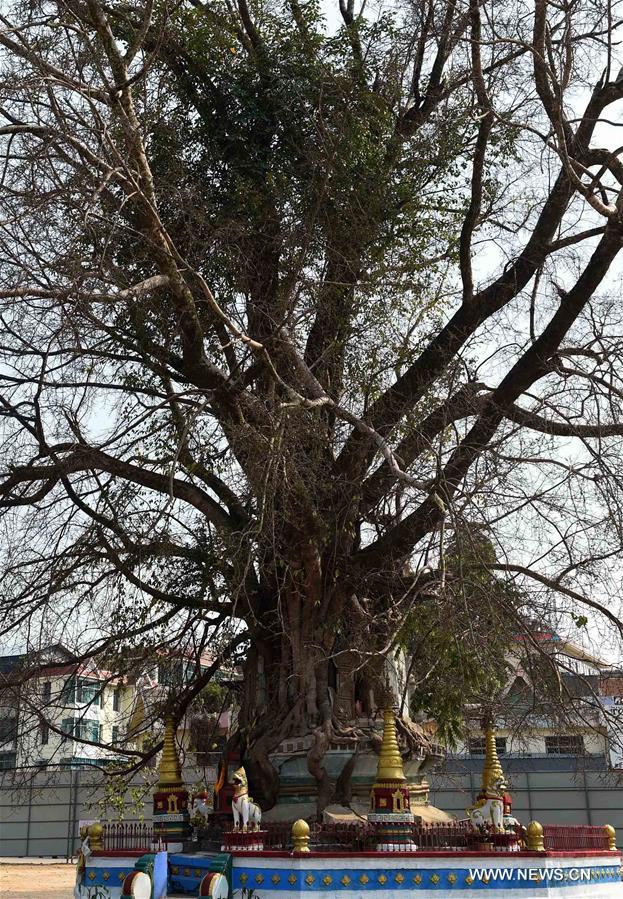 الصورة: شجرة أثاب كبيرة داخل برج تاريخي في جنوب غربي الصين
