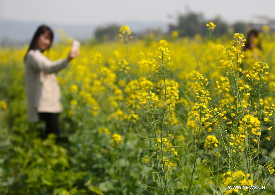  الصورة: زهور الجلسم في الصين