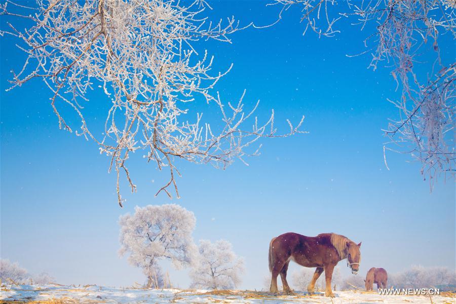 الصورة: مناظر جليدية رائعة في شمال شرقي الصين 