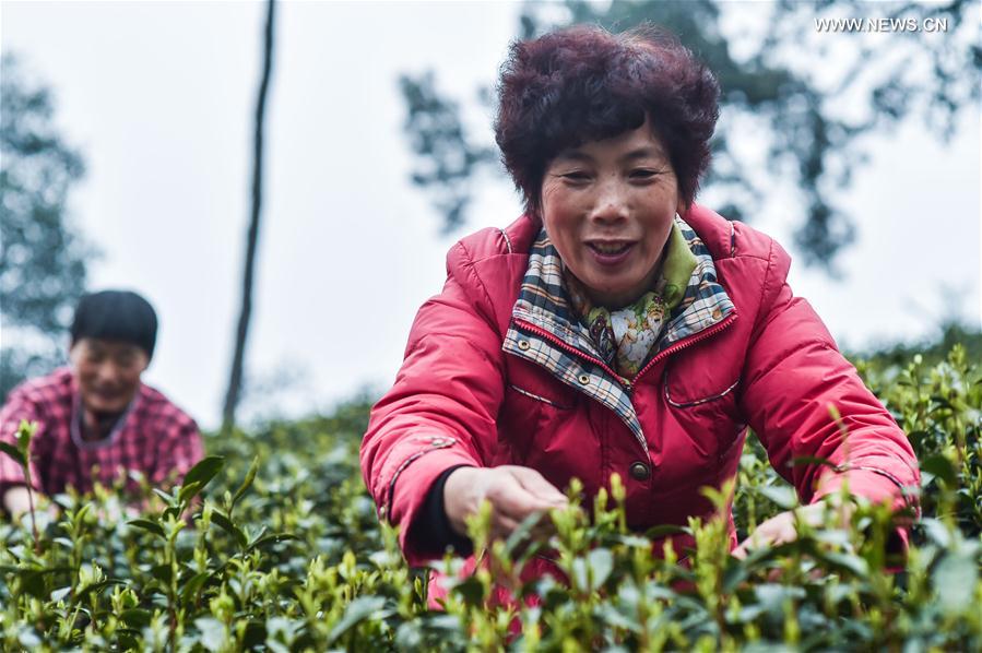 （经济）（1）杭州西湖龙井首批春茶开采