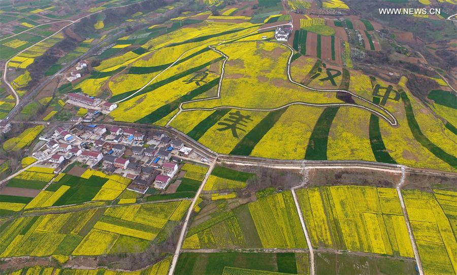 الصورة: تفتح زهور الكول في شنشي بشمال غربي الصين