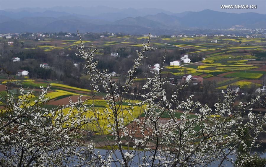 الصورة: تفتح زهور الكول في شنشي بشمال غربي الصين