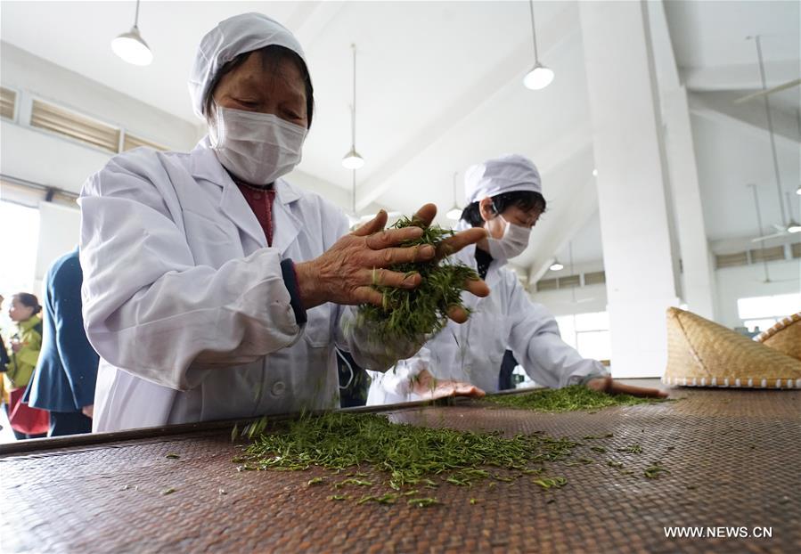 （经济）（4）南京：钟山雨花茶春茶开炒