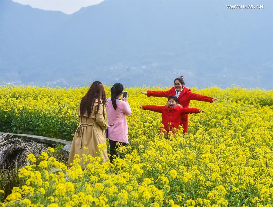 （春季美丽生态）（10）高山梯田油菜花助推“山村生态旅游”