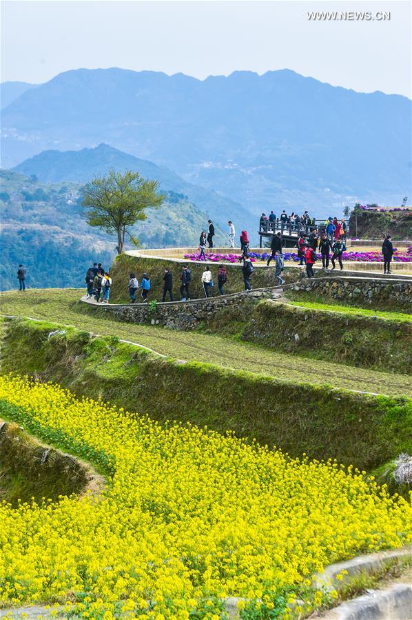 （春季美丽生态）（4）高山梯田油菜花助推“山村生态旅游”