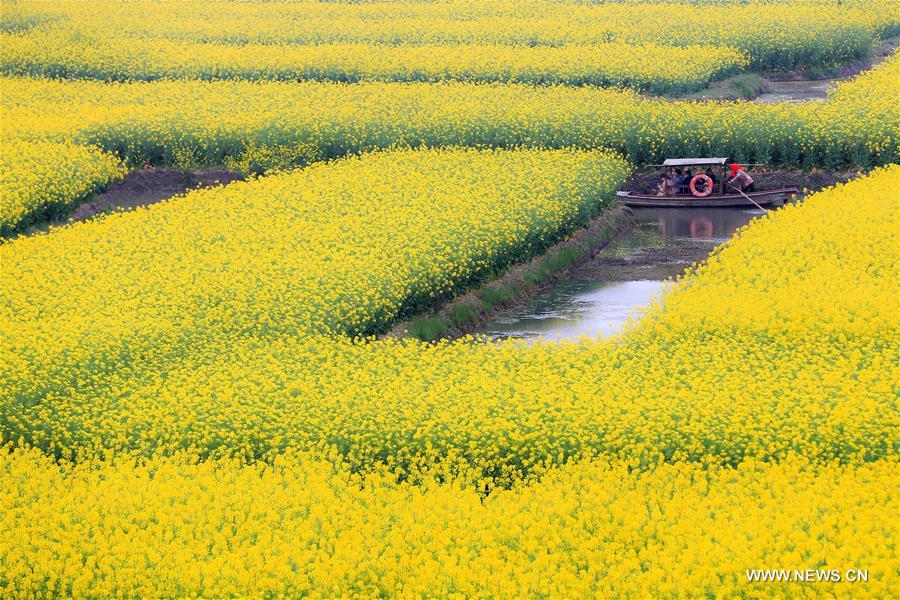 الصورة: جمال الربيع في شرقي الصين