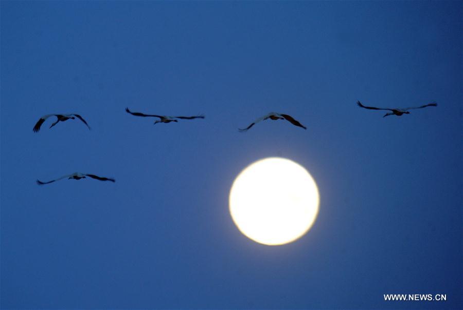 الصورة: عودة الطيور المهاجرة إلى شمال شرقي الصين