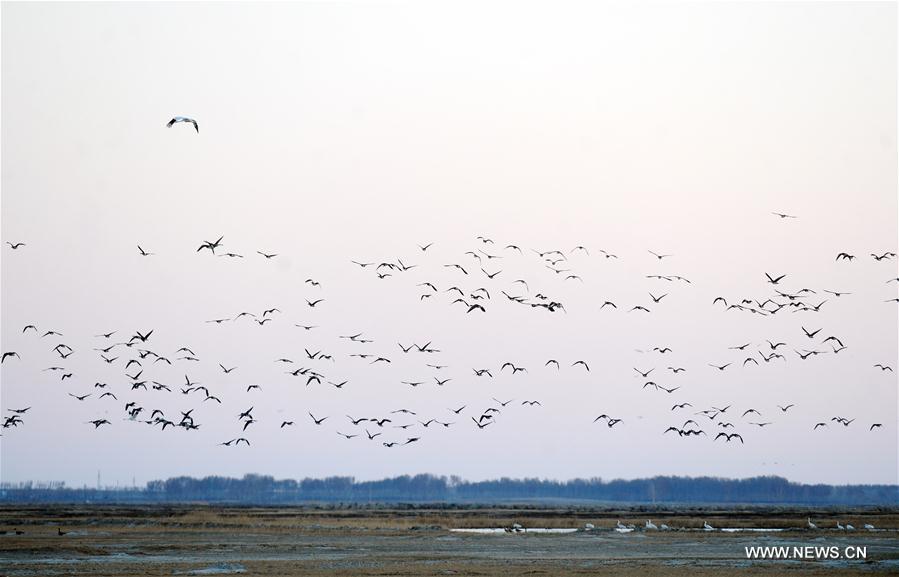 الصورة: عودة الطيور المهاجرة إلى الشمال في الصين