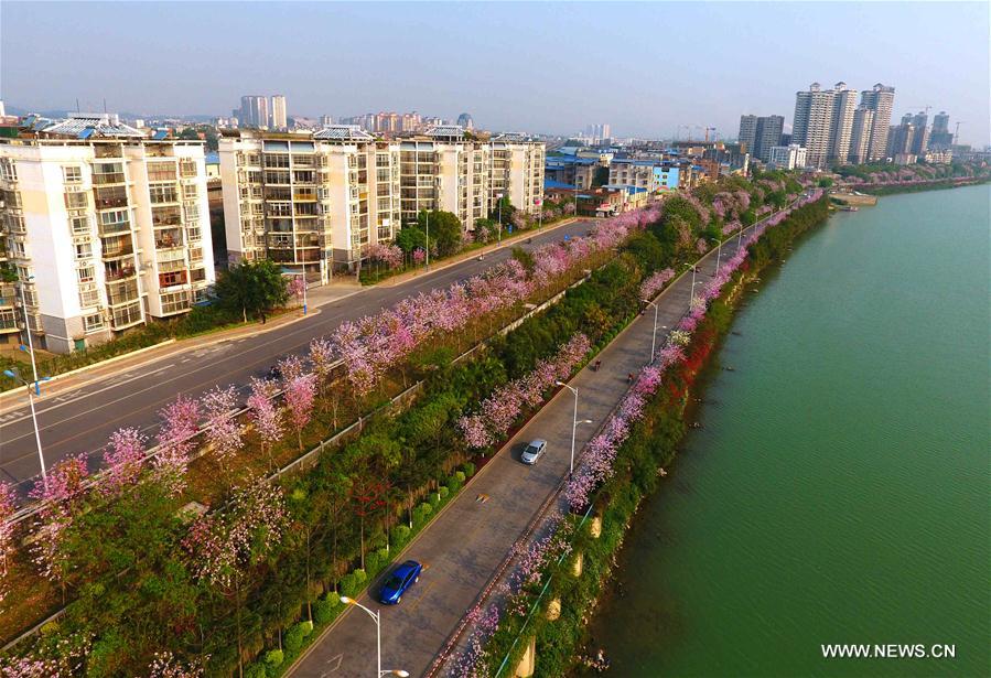 （春季美丽生态）（3）广西柳州：百条街道花成海