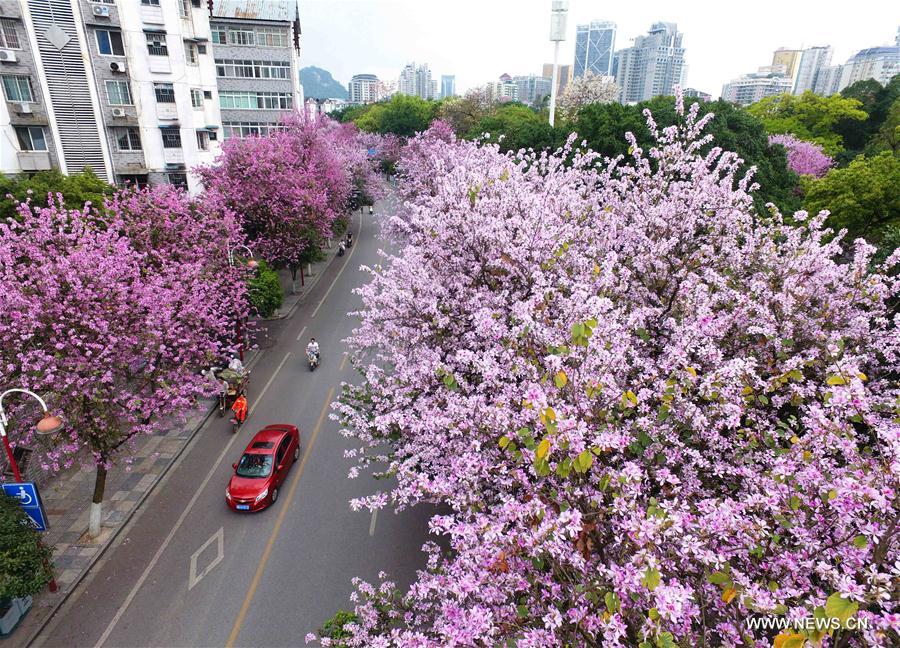 （春季美丽生态）（4）广西柳州：百条街道花成海