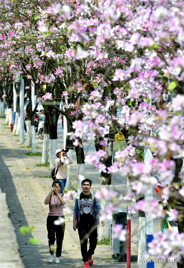 （春季美丽生态）（6）广西柳州：百条街道花成海