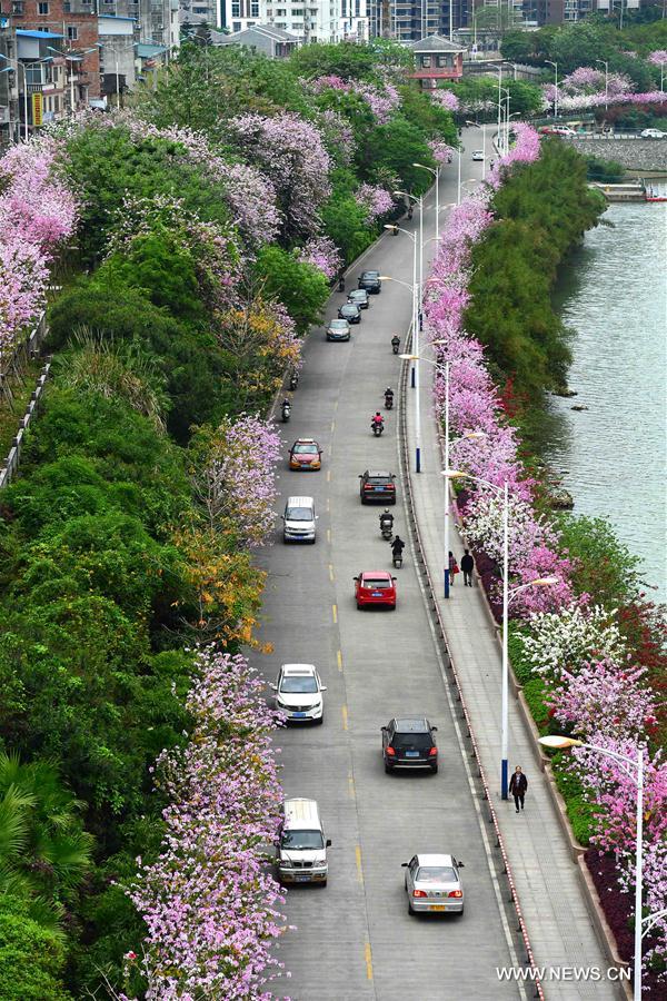 （春季美丽生态）（8）广西柳州：百条街道花成海