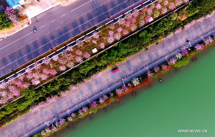 （春季美丽生态）（10）广西柳州：百条街道花成海