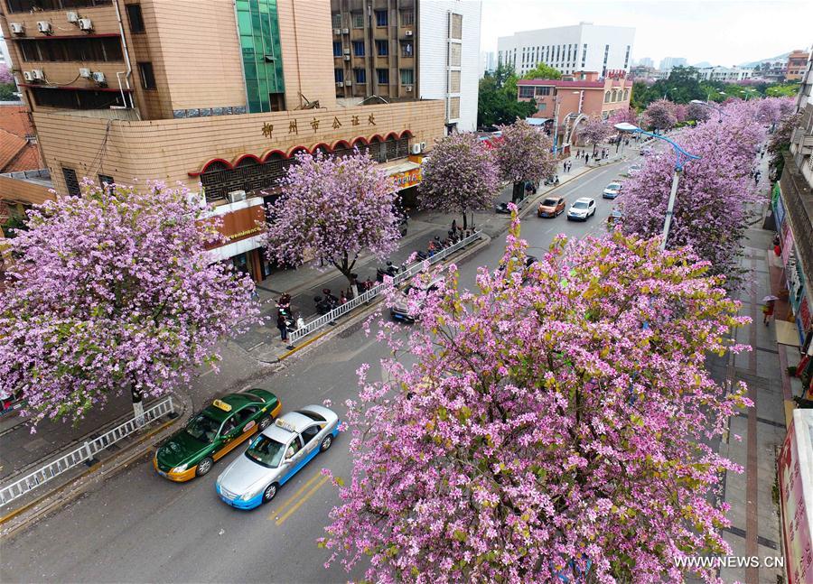（春季美丽生态）（11）广西柳州：百条街道花成海