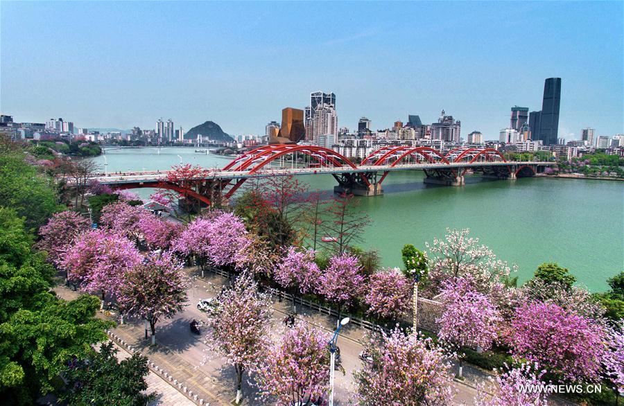 （春季美丽生态）（13）广西柳州：百条街道花成海