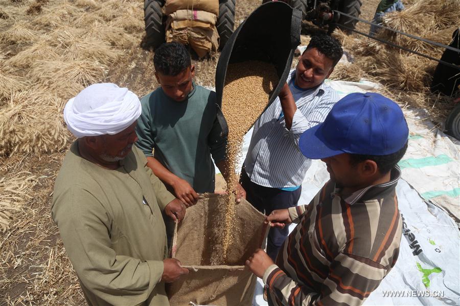 الصورة: بدء موسم حصاد القمح في مختلف محافظات مصر