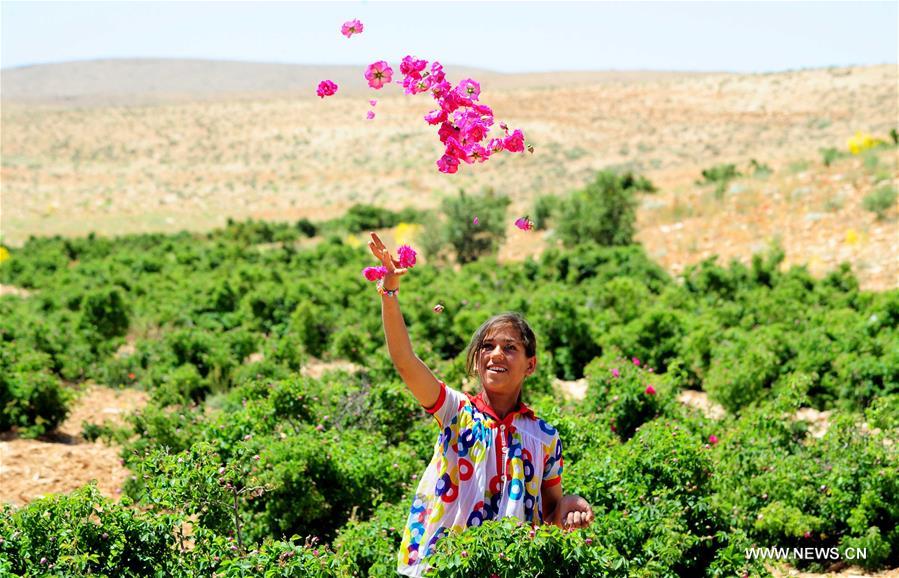 الصورة: "الوردة الشامية" تتعافى بعد سنوات من الحرب في سوريا   