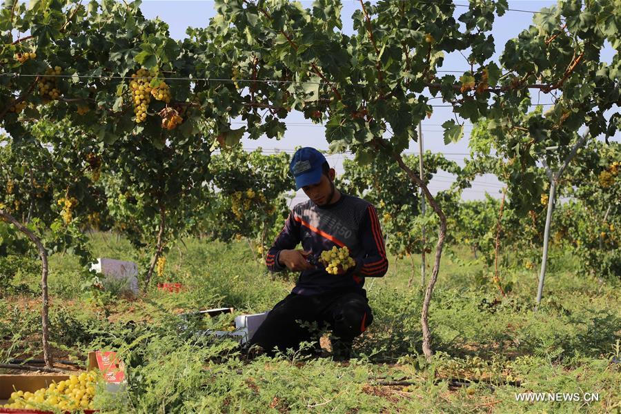 الصورة: مزارعون فلسطينيون يقطفون العنب في مزارعهم بغزة 
