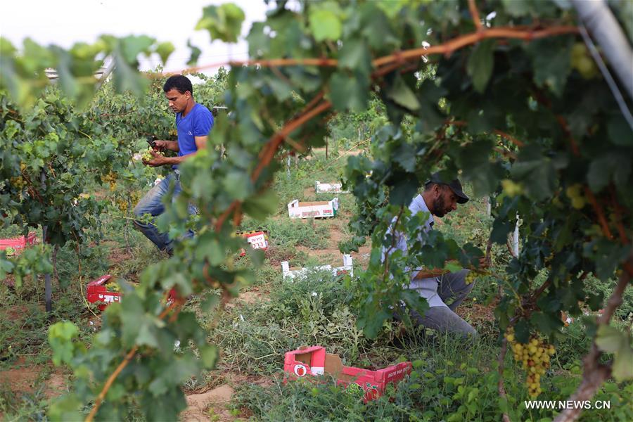 الصورة: مزارعون فلسطينيون يقطفون العنب في مزارعهم بغزة 