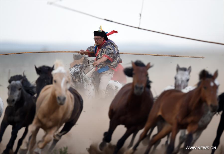 الصورة : عودة الخيول المنغولية إلى حياة الرعاة المحليين في شمالي الصين 