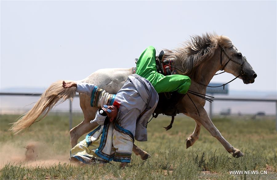 الصورة : عودة الخيول المنغولية إلى حياة الرعاة المحليين في شمالي الصين 