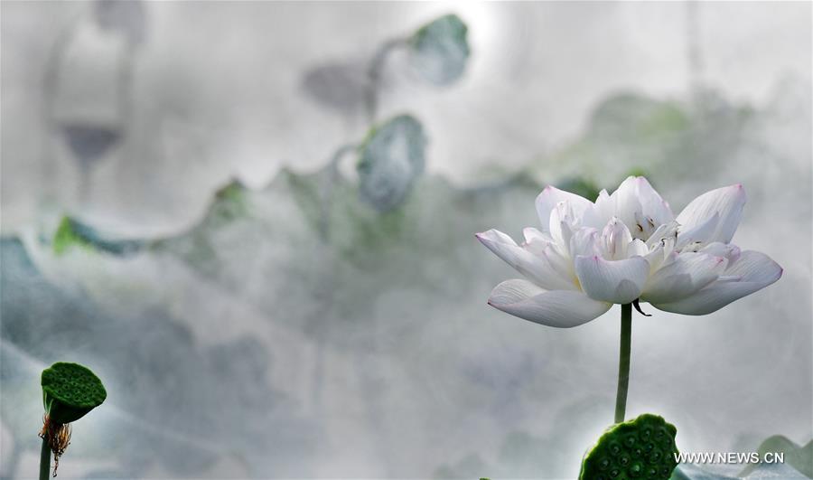 الصورة : زهور اللوتس في ضوء الصباح