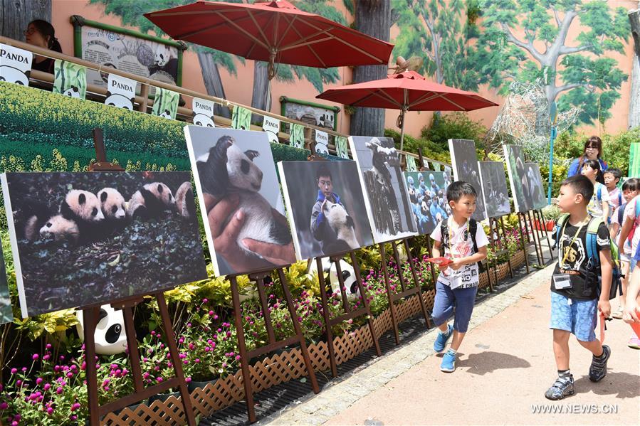 الصورة: معرض ثقافة الباندا العملاقة في هونغ كونغ