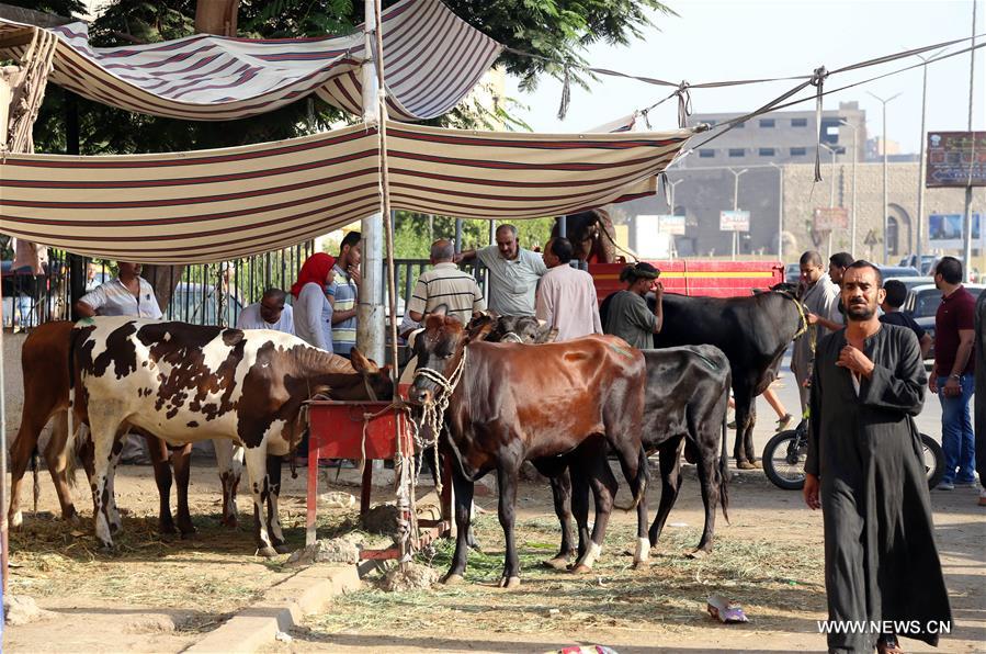 الصورة: الماشية والأغنام من أهم مظاهر استعداد المصريين لاستقبال عيد الأضحى