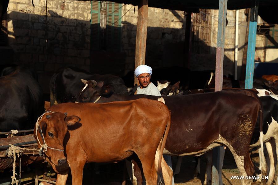 الصورة: الماشية والأغنام من أهم مظاهر استعداد المصريين لاستقبال عيد الأضحى