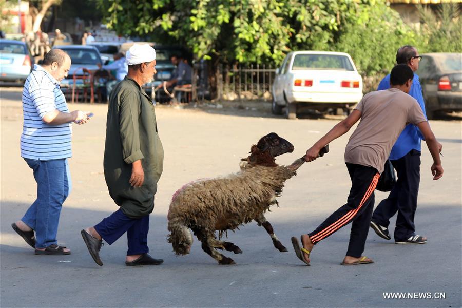 الصورة: الماشية والأغنام من أهم مظاهر استعداد المصريين لاستقبال عيد الأضحى