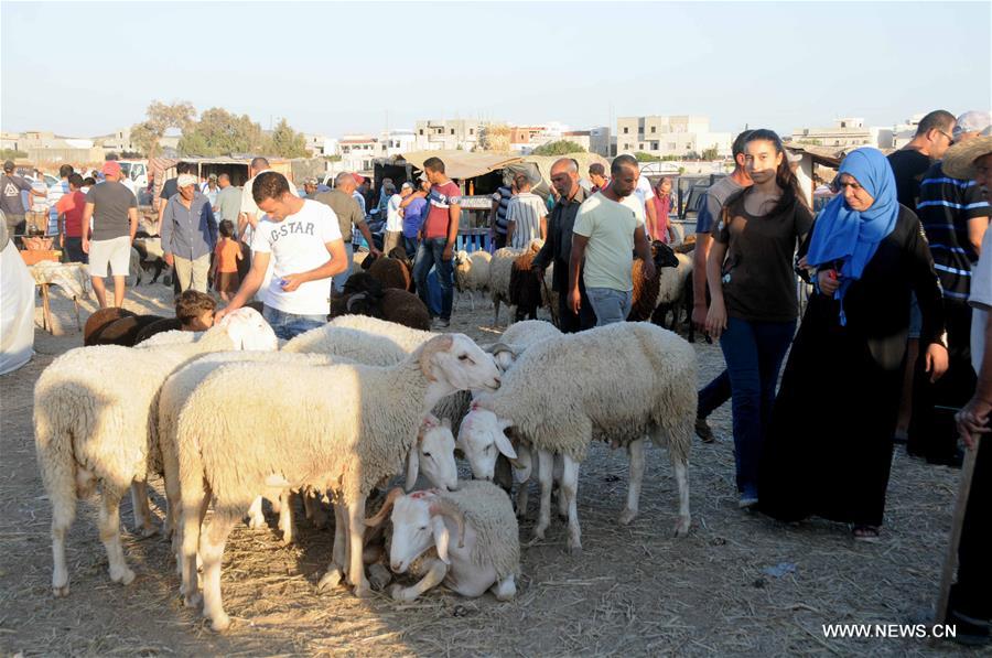 الصورة: الماشية والأغنام من أهم مظاهر استعداد التونسيين لاستقبال عيد الأضحى