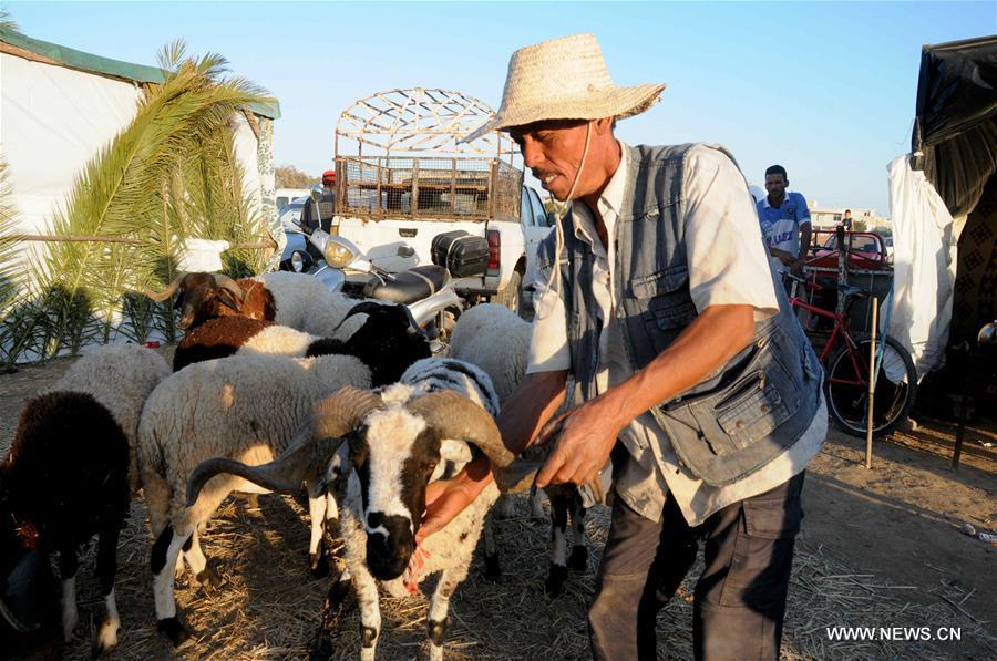 الصورة: الماشية والأغنام من أهم مظاهر استعداد التونسيين لاستقبال عيد الأضحى