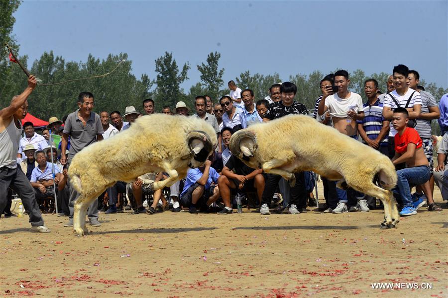 الصورة : مسابقة لمصارعة الغنم في شرقي الصين 