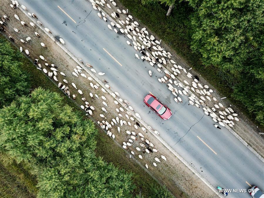 الصورة : هجرة المزارعين والمواشي في شمال غربي الصين 