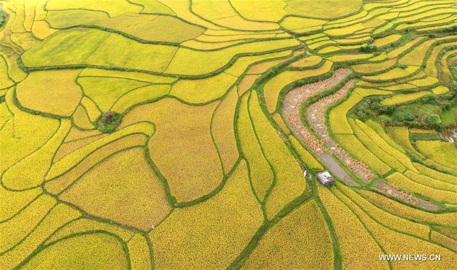 الصورة: حقول الأرز في مقاطعة قويتشو 