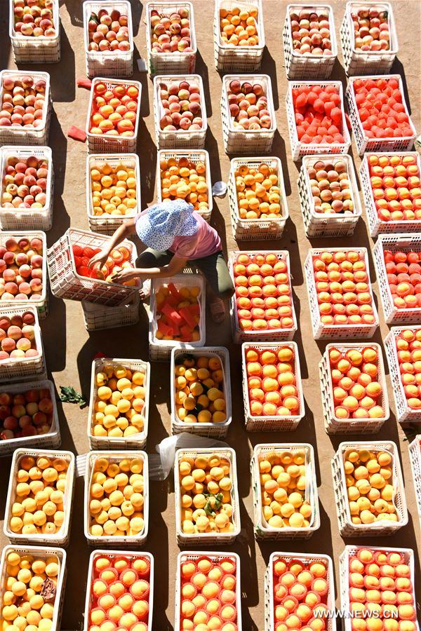 الصورة: موسم الحصاد للفواكه والخضروات في الصين