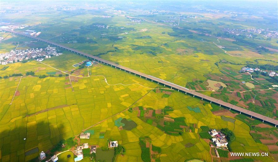  الصورة : السكك الحديدية فائقة السرعة فى جنوبى الصين 