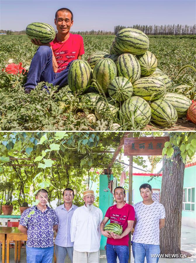 الصورة: تطوير زراعة الفواكه يساعد الفلاحين المحليين على التخلص من الفقر في شينجيانغ