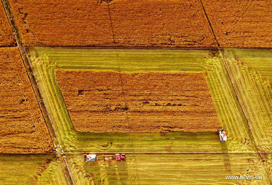  الصورة: موسم حصاد الأرز في مقاطعة هيلونغجيانغ 