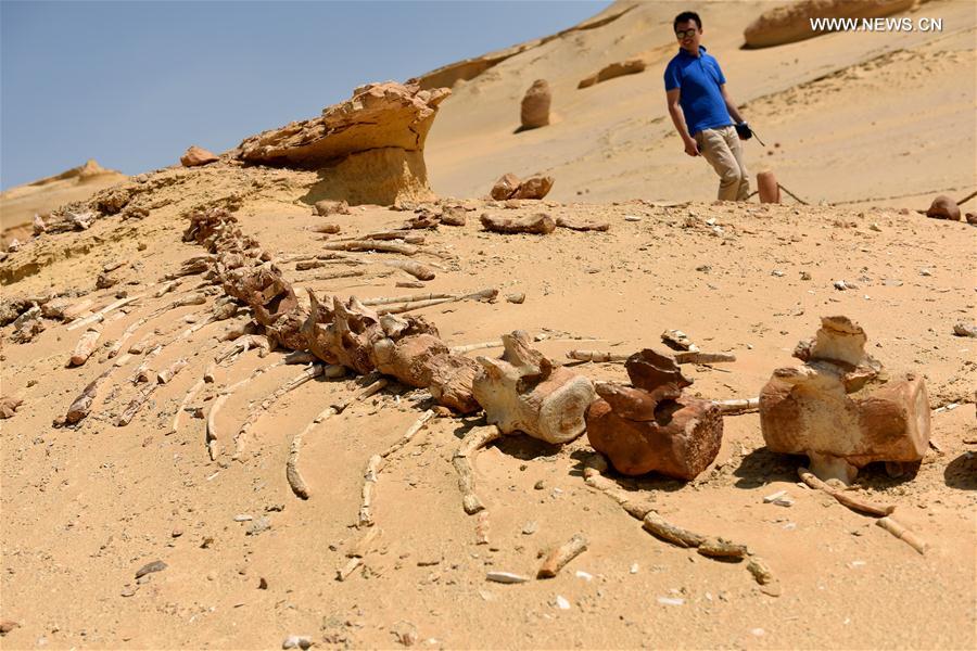الصورة: "وادي الحيتان" من أشهر المحميات الطبيعية جنوب القاهرة