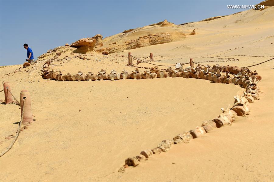 （国际）（3）埃及法尤姆“鲸鱼谷”：沙漠深处的古鲸博物馆 