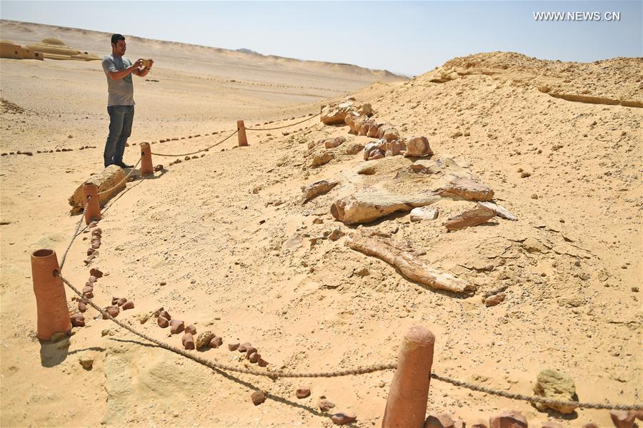 （国际）（2）埃及法尤姆“鲸鱼谷”：沙漠深处的古鲸博物馆 